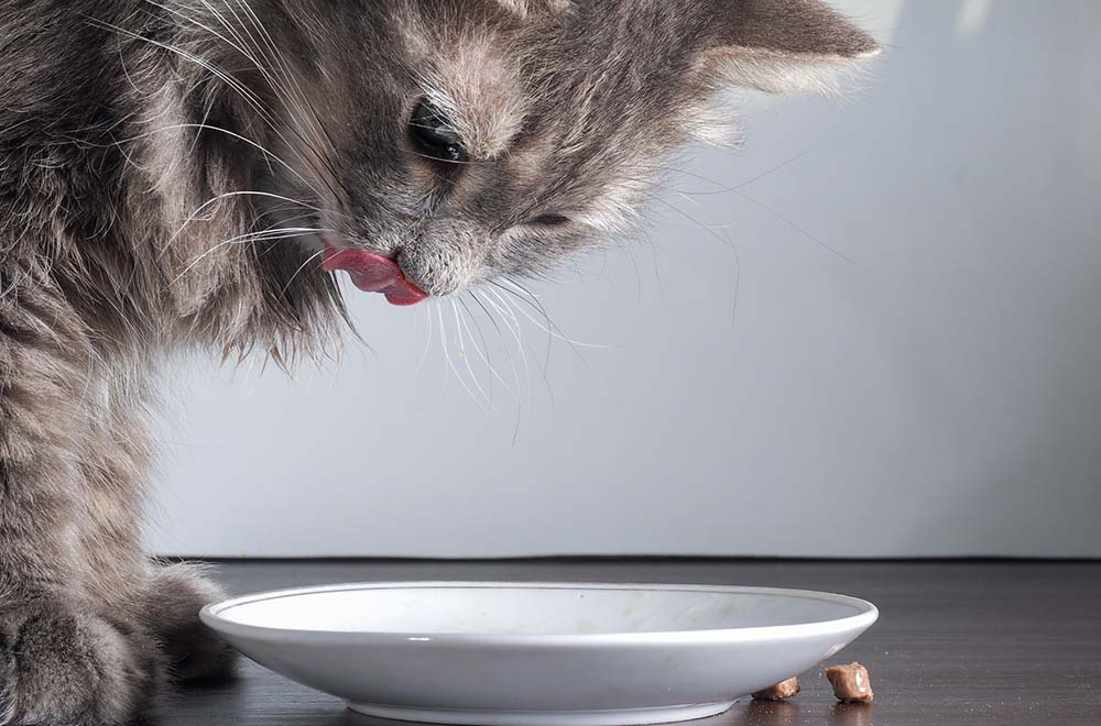 ALIMENTATION-VIAVET-VETERINAIRE