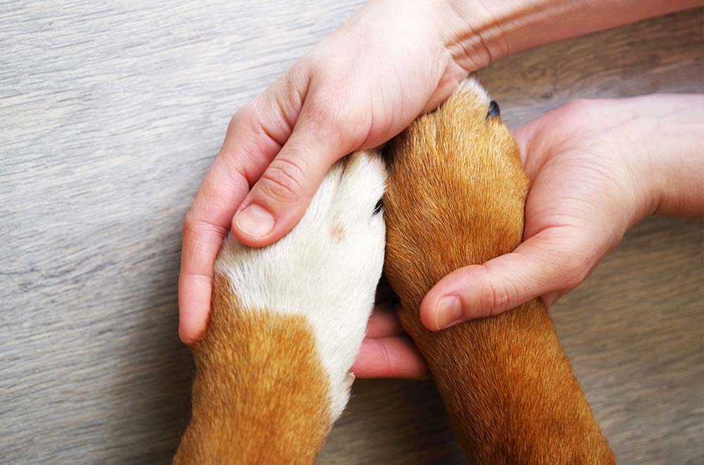 OSTEO-VIAVET-VETERINAIRE